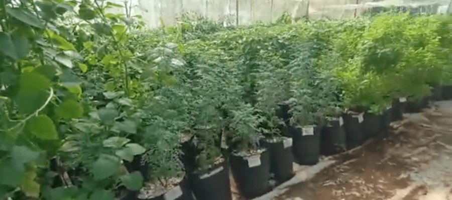 Farmacia verde, medicina tradicional para curar salud y economía