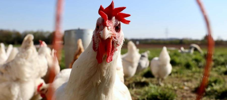 Detectan influenza aviar AH5N1 en granjas de Nuevo León y Chiapas