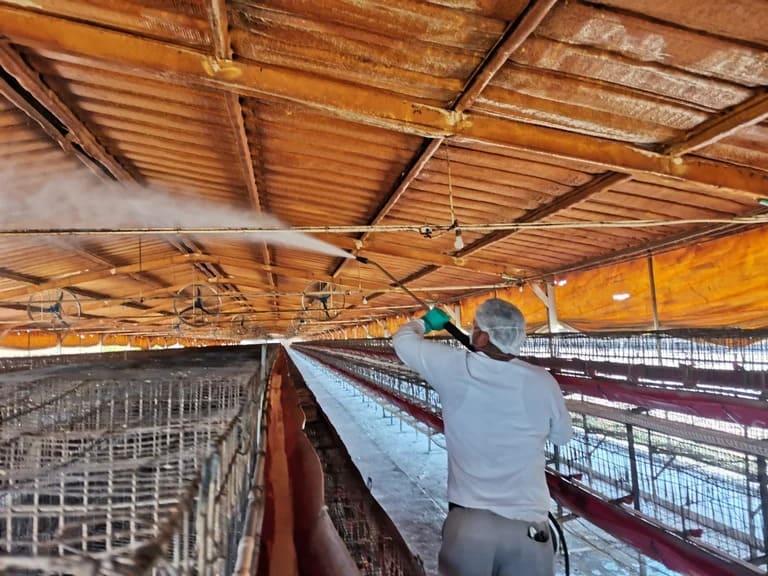 Sacrifican 296 mil aves en Sonora y NL por gripe aviar que se transmite a humanos Sacrifican 296 mil aves en Sonora y NL por gripe aviar que se transmite a humanos