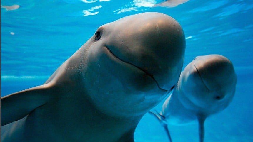 México buscará plan de acción para salvar a la vaquita marina y evitar sanciones México buscará plan de acción para salvar a la vaquita marina y evitar sanciones