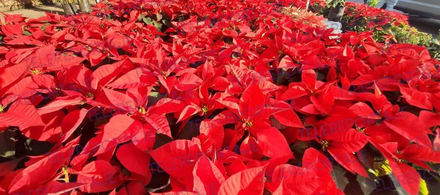 ¡Adiós cempasúchil, llega la flor de Nochebuena a Villahermosa! 