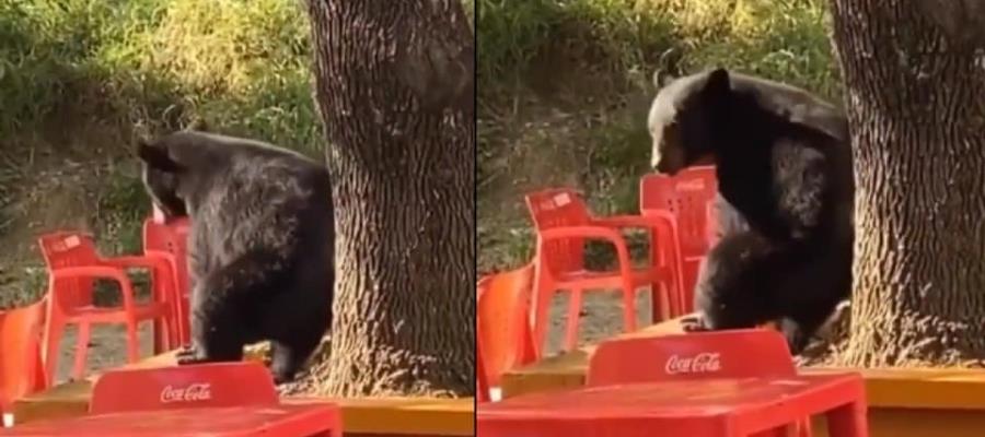 [VIDEO] Captan a osito bailando en universidad de NL