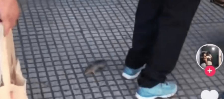 [VIDEO] Rata sorprende a mujer, se le mete en la ropa cuando esperaba en fila del banco, pasó en Argentina