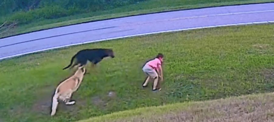 Perrito salva a niño de ser atacado por otro can