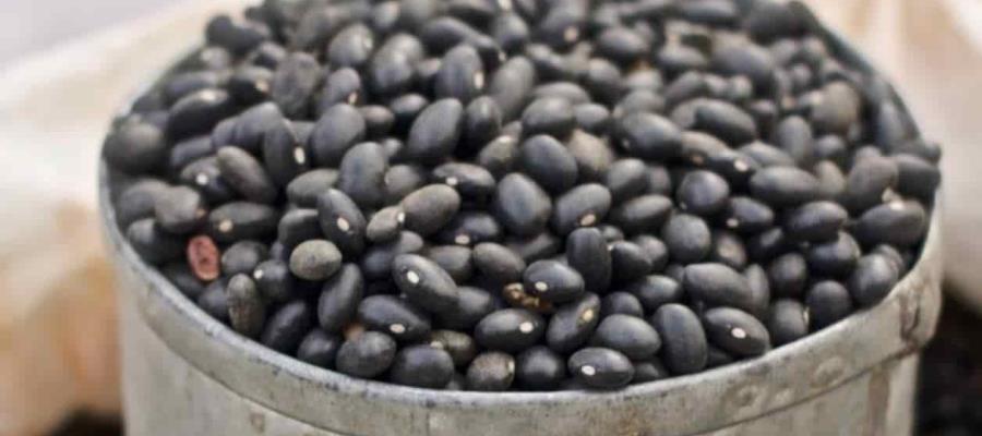 Instalará Segalmex al menos 10 centros de acopio de frijol, maíz y arroz en Tabasco Instalará Segalmex al menos 10 centros de acopio de frijol, maíz y arroz en Tabasco