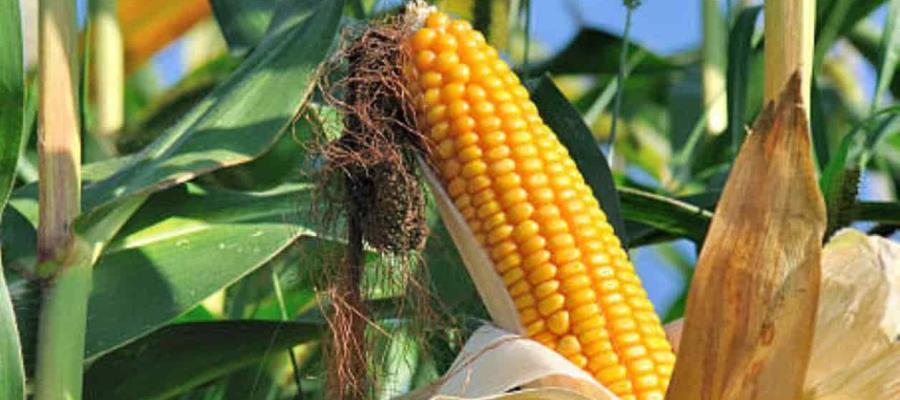 EE.UU. pide consultas a México por prohibición de maíz transgénico
