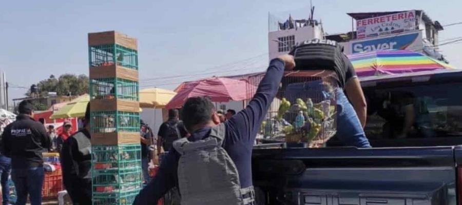 Recuperan 146 aves silvestre en Edomex; iban a ser vendidas en mercado