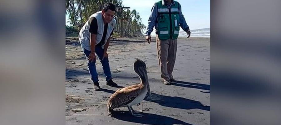 Liberan en Paraíso a pelicano gris rescatado en Cunduacán