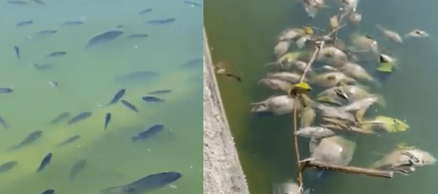 Denuncia Calderón mortandad de peces en el Lago de Chapultepec