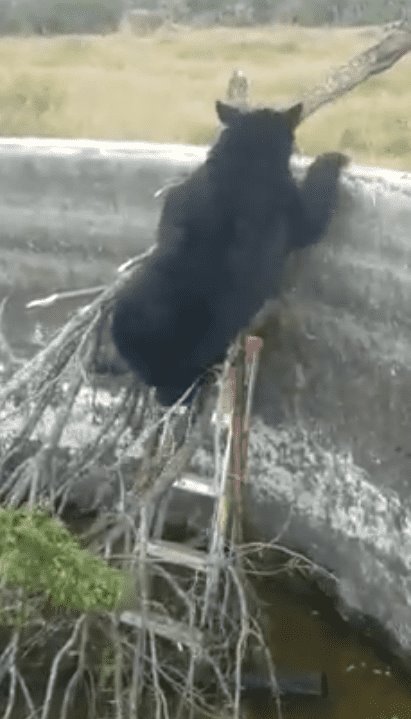 [VIDEO] Con escalera, rescatan a osito de pila de agua en Coahuila