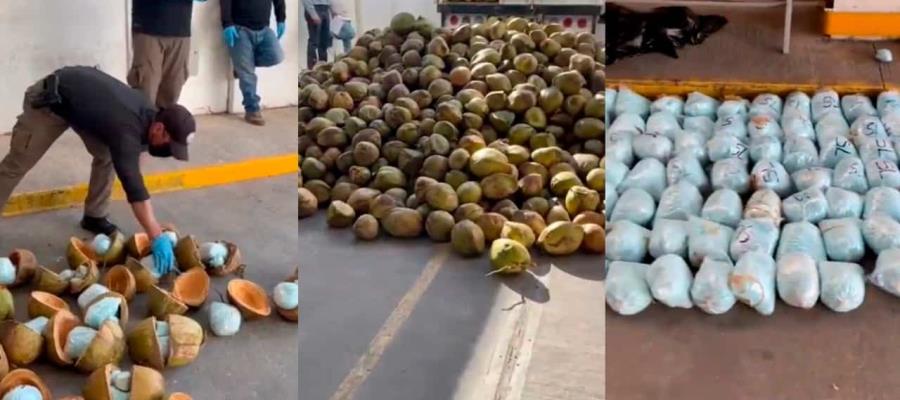Hallan 300 kilos de fentanilo escondido dentro de cocos en Sonora