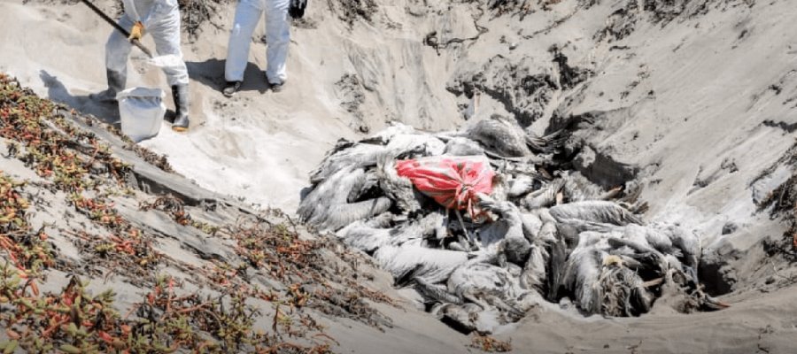 Venezuela declara alerta sanitaria por gripe aviar en pelícanos