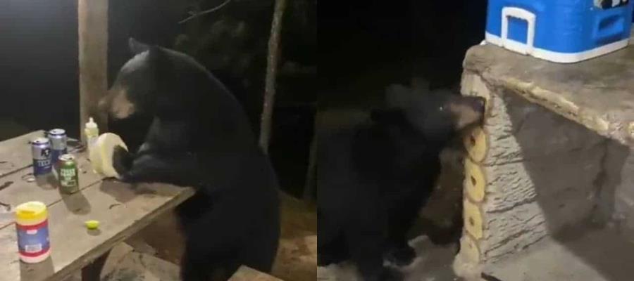 “¿No quieres una cheve?”: Oso irrumpe en cabañas en NL