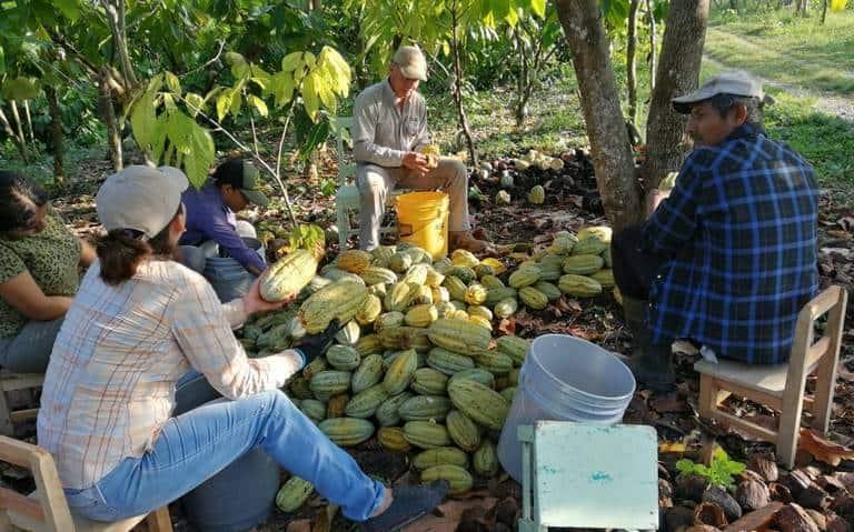 Renuncia Rafael Vila, líder nacional de cacaoteros, a presidencia del SISPRO