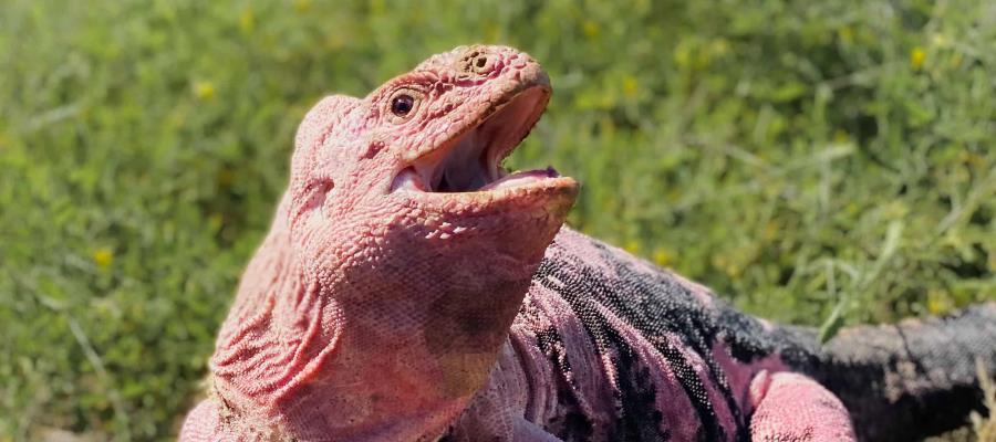Hallan en Islas Galápagos crías de iguanas rosadas que se creían casi extintas