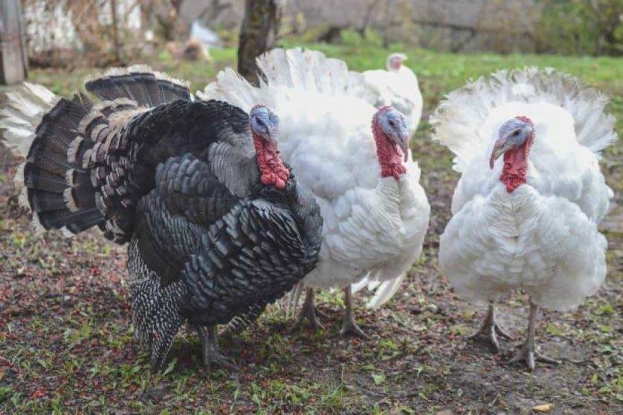 Tabasco dentro de los principales estados productores de guajolote para cena navideña