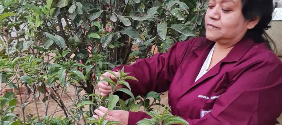 Extracto de huichín, reduce hasta 40% tumores de cáncer de mama: Politécnico Nacional Extracto de huichín, reduce hasta 40% tumores de cáncer de mama: Politécnico Nacional