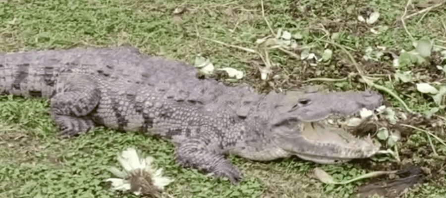 Cocodrilos son una amenaza, solo si son amenazados Cocodrilos son una amenaza, solo si son amenazados