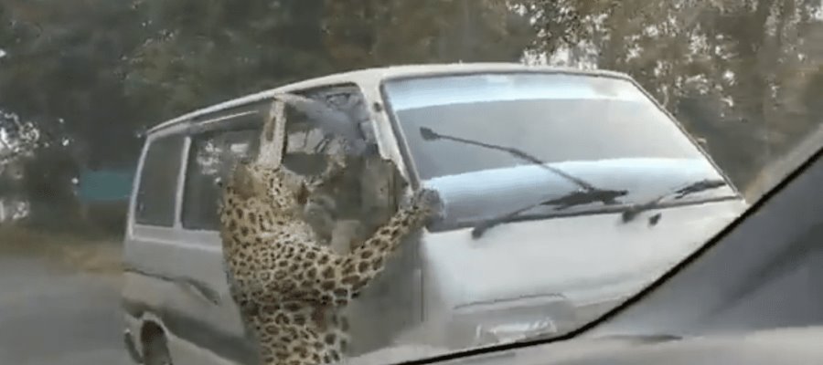 Ataque de leopardo deja 13 personas heridas en India Ataque de leopardo deja 13 personas heridas en India