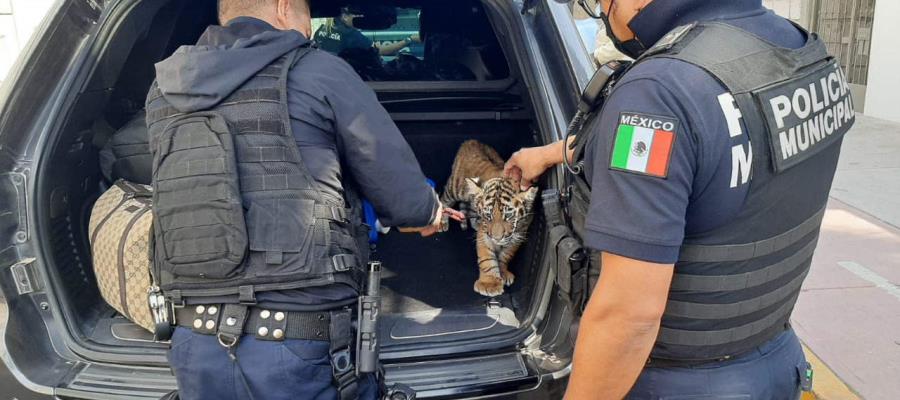 Detienen a pareja que llevaba a cachorro de tigre en cajuela de su auto en Querétaro