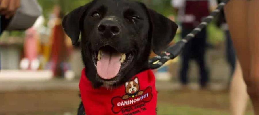 Gana Caninos 911 rifa realizada por Salinas Pliego en redes sociales