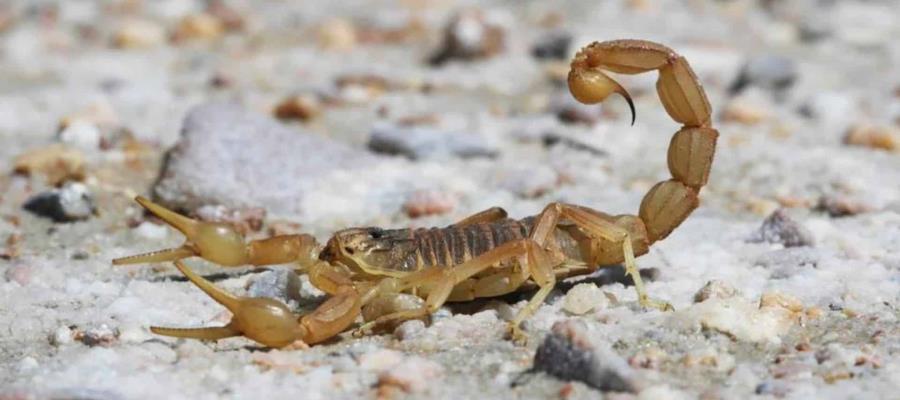 Centruroides balzoi: Descubren nueva especie de alacrán