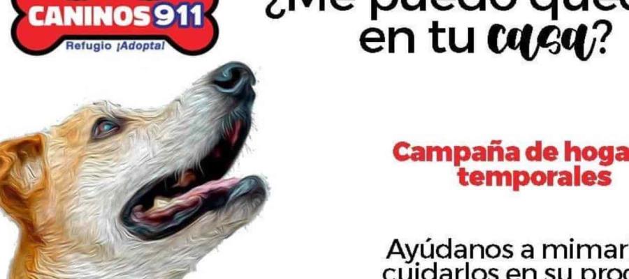 Caninos 911 sigue a la espera de la donación de Salinas Pliego para el refugio