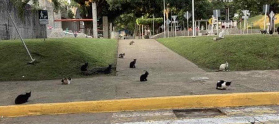 Alertan por riesgo de propagación de parásito mortal en el Tomás Garrido ante población de gatos