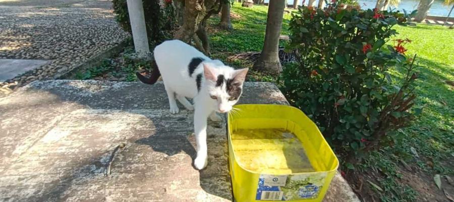 Alta población de gatos en el Tomás Garrido es un problema: Centro