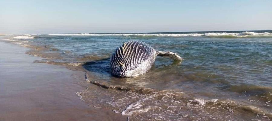 Hallan ballena muerta en el Istmo de Tehuantepec