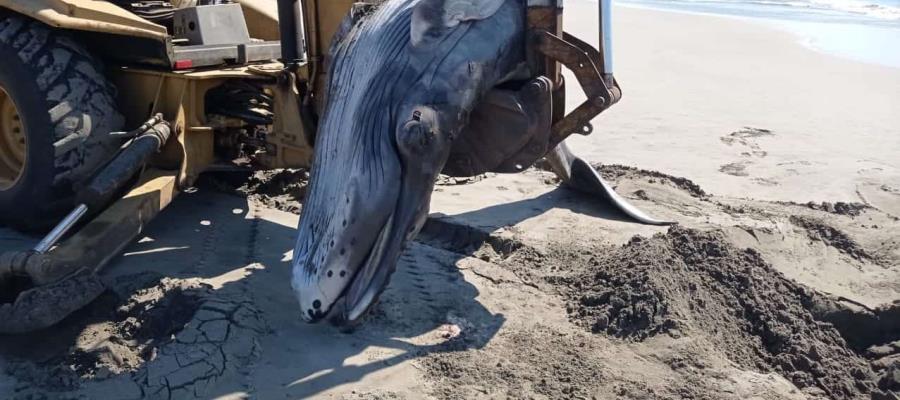 Muere cría de ballena jorobada en costas de Acapulco, Guerrero