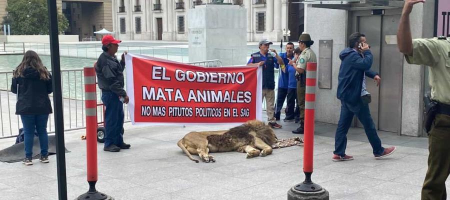 Protestan con león muerto frente al Palacio de la Moneda en Chile