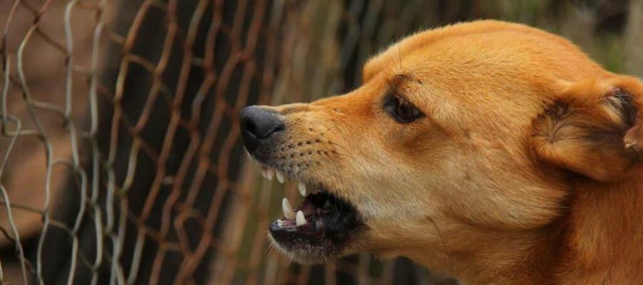 Confirman rabia en perro que mordió a su dueña en Sonora