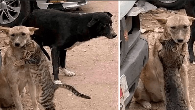 Conmueve imagen de gato abrazando a perrito tras ser rescatados en Siria