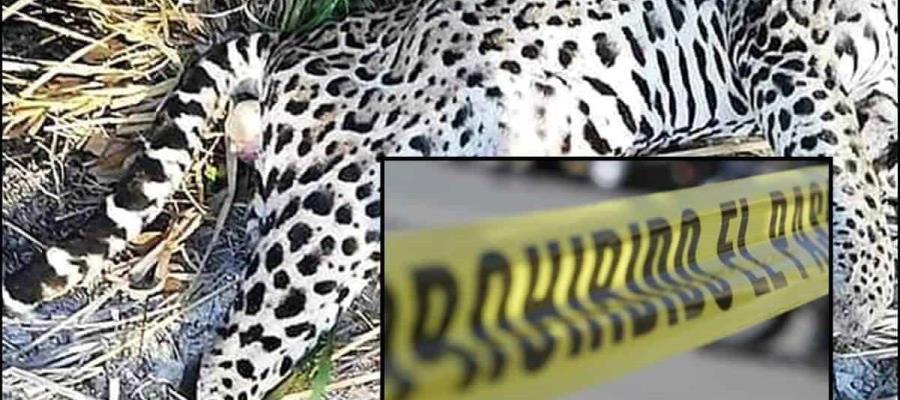 Hallan cuerpo de jaguar sin cabeza en Campeche