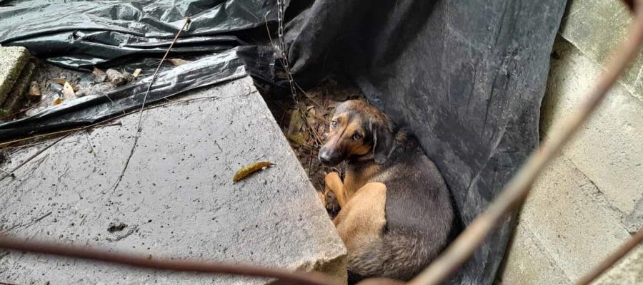 En Paraíso, muere perrito tras omisión de cuidado de su sueño, denuncia Caninos 911