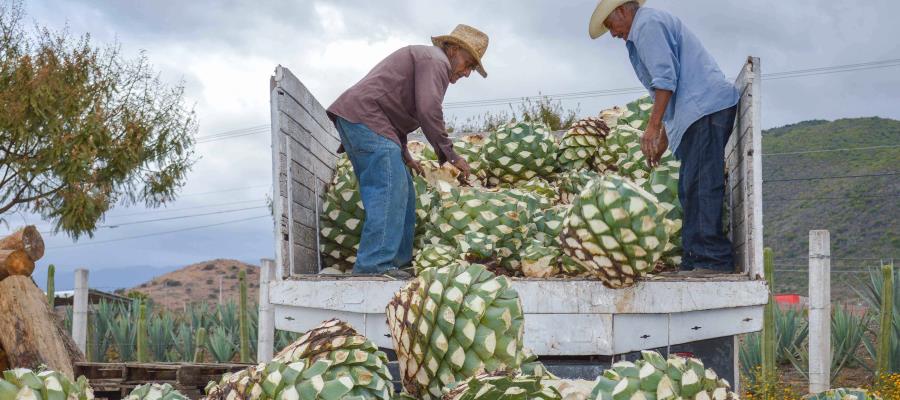 México rompe récord de 50 mil mdd en exportaciones agroalimentarias