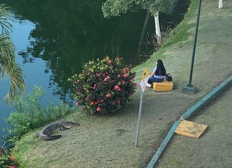 Alumnos de la UJAT retan a su suerte; pese a ataques de cocodrilos, se sientan a orillas de la laguna Alumnos de la UJAT retan a su suerte; pese a ataques de cocodrilos, se sientan a orillas de la laguna