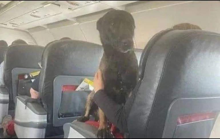 Aerolínea turca envía a perros rescatistas de México en primera clase