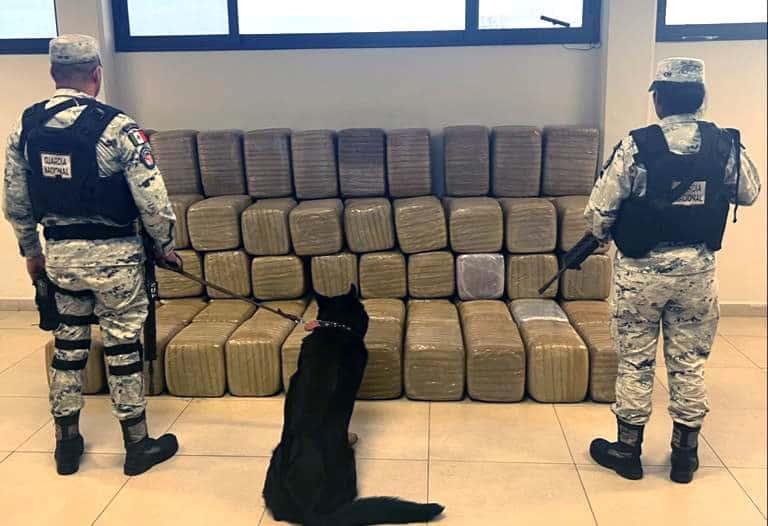 Hallan más de media tonelada de marihuana en paquetería de Nuevo León