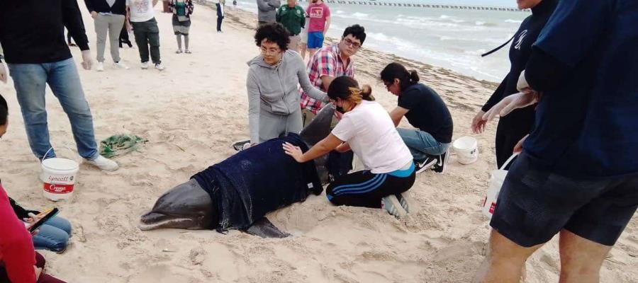 Libera policía ecológica a delfín varado en Puerto Progreso