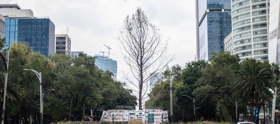 Reemplazarán árbol de ahuehuete de Paseo de la Reforma