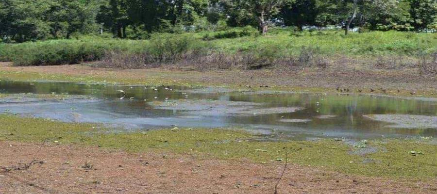 Espera la UNAM 3 meses de intensa sequía en el centro y norte del país