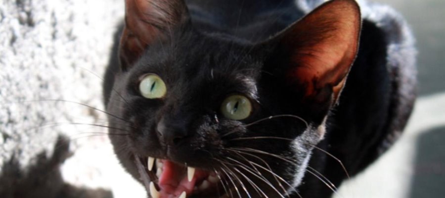 Mujer sufre daño neurológico irreversible tras ser mordida por su gato con rabia en Nayarit Mujer sufre daño neurológico irreversible tras ser mordida por su gato con rabia en Nayarit