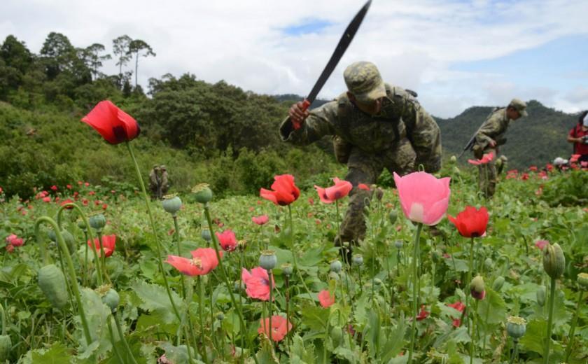 En Sinaloa, Sedena destruye 3 plantíos de amapola