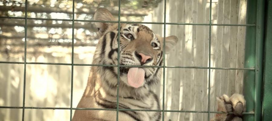 Asociación mexicana traslada 200 tigres y 50 leones y leopardos a India por falta de espacios