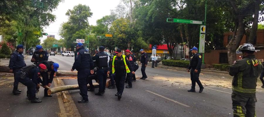 Viento sigue ‘haciendo de las suyas’: tumba árboles y activa alertas en CDMX y Edomex