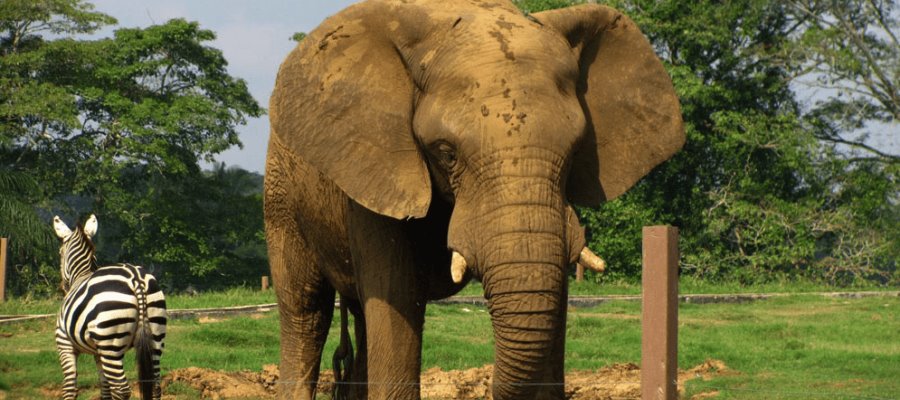 Tombo, el elefante del Yumká, busca novia