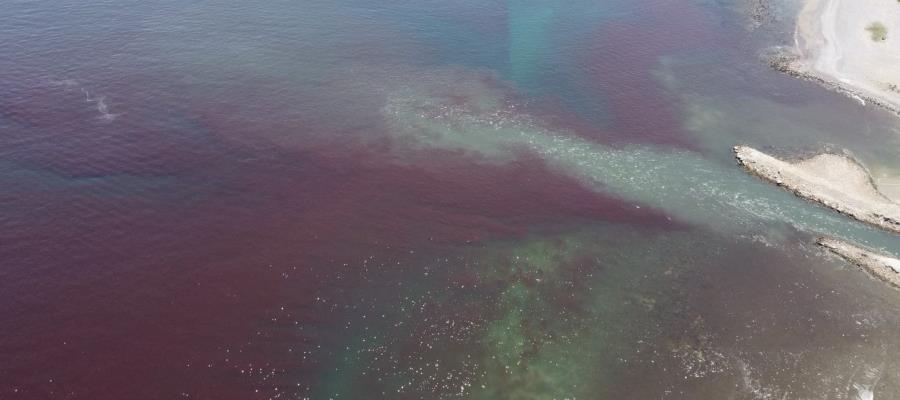 Detectan marea roja tóxica en Colima; alertan sobre consumir moluscos