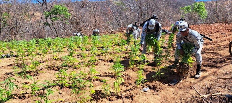 Destruye Guardia Nacional 2 sembradíos de marihuana en Durango